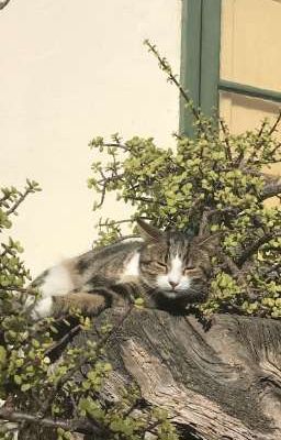 07 centric ⋆. ̊ collection.