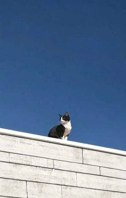 [ 12cs ; bl | text ] hope.