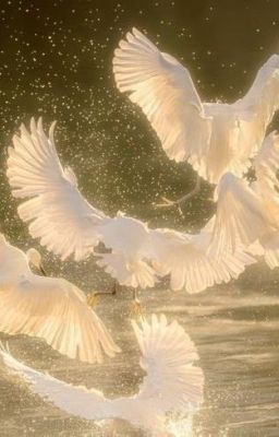 [12cs/Bl;textfic] Anh em cây khế