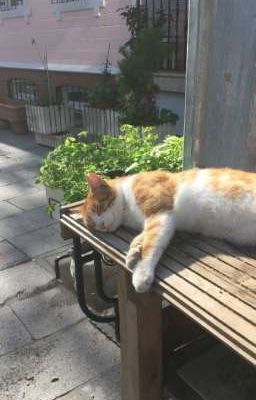 2307  ◟điều ước thứ ba.