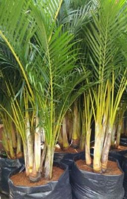 32 quy trình chuẩn tiếng việt (HKP)
