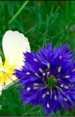A FLower