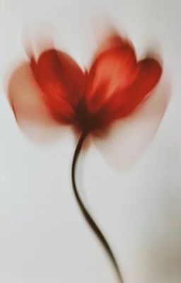 A Single Red Poppy