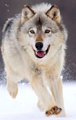 A wolves tale
