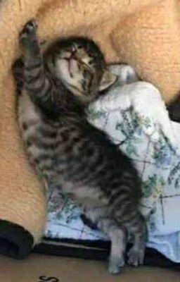 Abandoned kitten updates