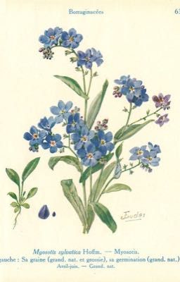 AceSabo - Forget me not