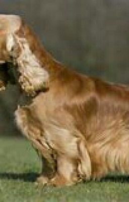 ADOPT A DOG!