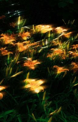 [AKAM] Căn bệnh mang tên tình yêu