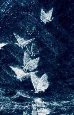 alitei - những miên man dại khờ.