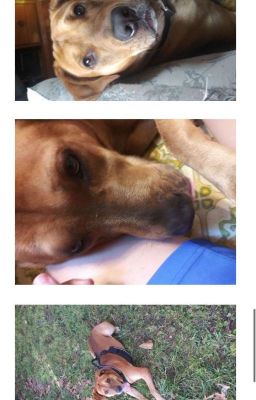 All My Pets!