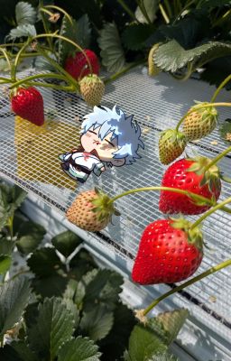 [ AllGintoki ] Vựa dâu