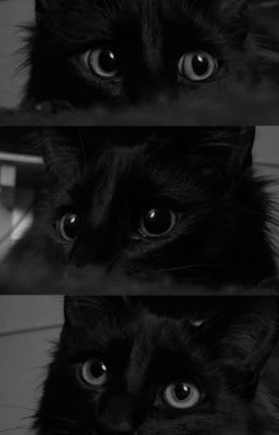 Allharry | Kucing