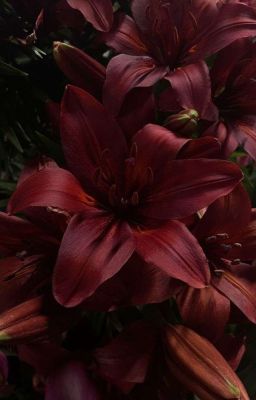 [AllJames] Cao Khiết