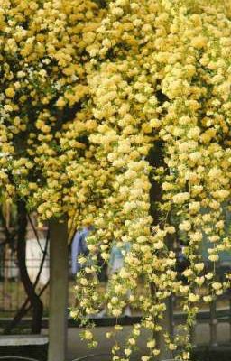 [ AllShin ] Thanh xuân của chúng tôi gọi tên cậu