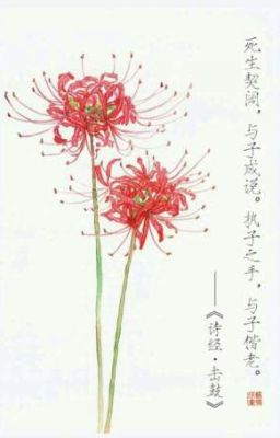 Ảnh liên quan tới Hoa bỉ ngạn