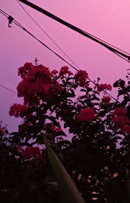 Ánh nắng mùa hạ