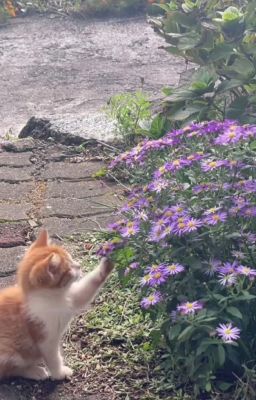 Anh ơi đừng đi - Zeuvi