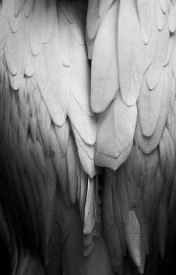 [ ATSH / THSH ] Wing flapping