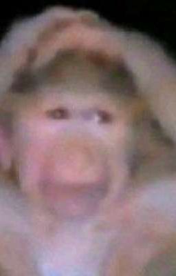 [ATSH2]Đụ mẹ đời lồn