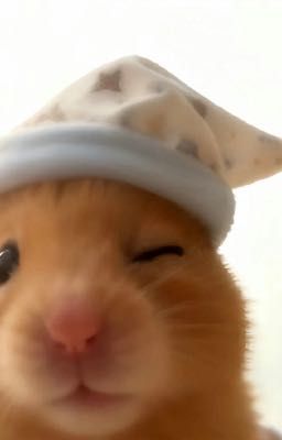 atvncg 2026 | nẫu