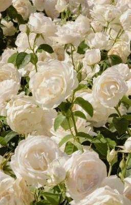 [Bạch Quang Vĩ Niên] Boy xe độ phóng đổ tim anh