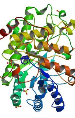 bài giảng enzyme