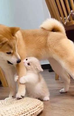 bạn cùng nhà [ Hoàng x Khang ]