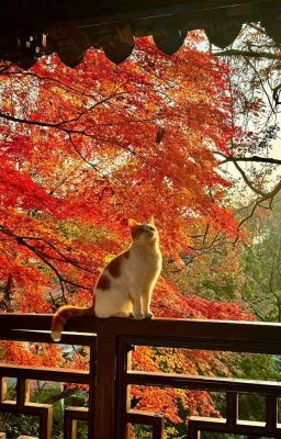 bc | ngăn tủ thứ nhất