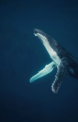 BIỂN VỌNG [ZEKAYUSI]