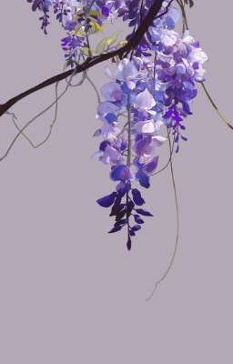|bmas| wisteria