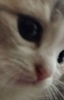 Bỏ Lỡ [Jiraiya X Tsunade]