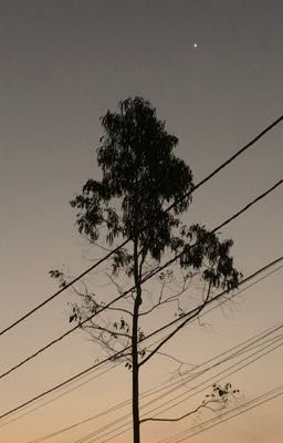 Bóng tối của ánh sáng 
