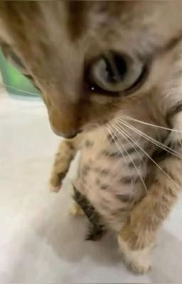 cái đồ đáng ghét
