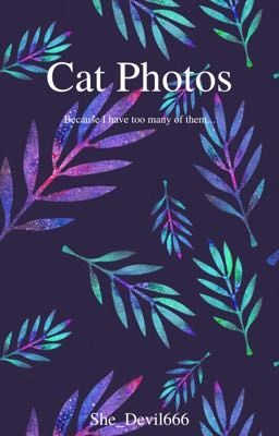 Cat Photos