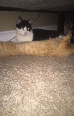 Cats and kittens