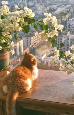 Câu chuyện về truyện cổ tích