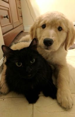 Cậu Hoàng chú Huy [Hoàng Huy]