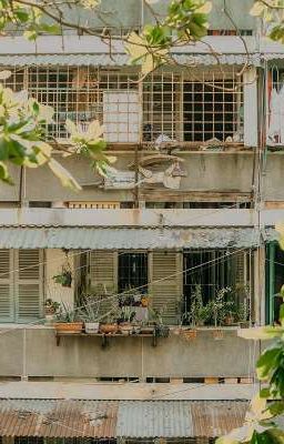 cây táo nở hoa