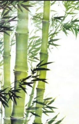 Cây trúc nở hoa
