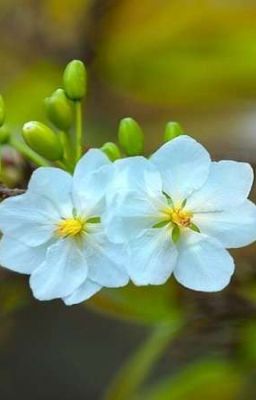 Chờ Đến Ngày Gặp Lại