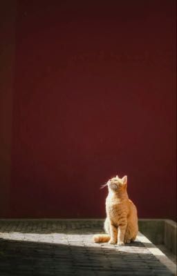 [Chohends] Thuần hoá lại mèo nhà