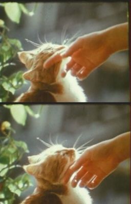 choker » có con mèo cam bên bệ cửa sổ tiệm café