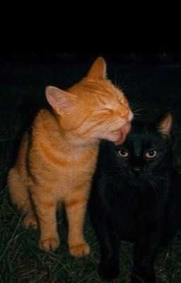 [Choker/Jeonglee] Stone