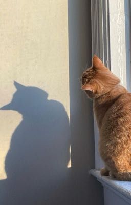 [choper] bướng lắm