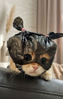 [Choper] Giữ chuỗi