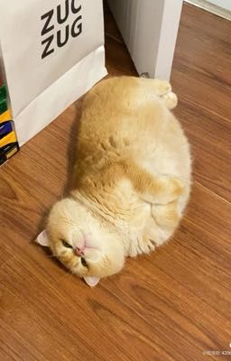 [Choran]- Chobi à ~ đừng nghịch nữa 