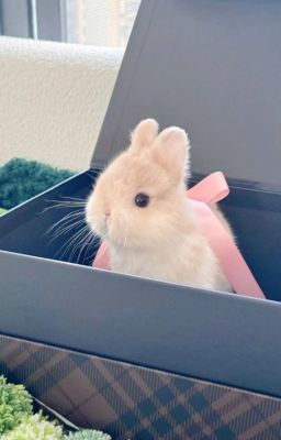 Choran - Con mèo cam muốn ăn thịt thỏ