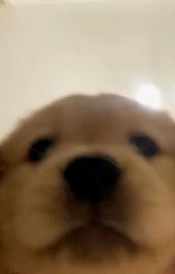 choru ; cuộc gọi lúc nửa đêm