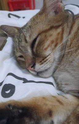 Chuyện tình con Bò 🐮