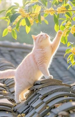 [ClearKellin] Over the moon